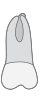 16 tooth icon