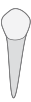 21 tooth icon