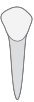 29 tooth icon